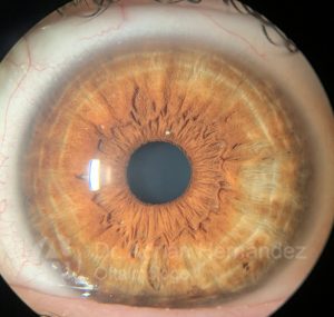 OJO COLOR AVELLANA