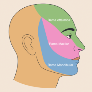 Ramas nervio trigeminal